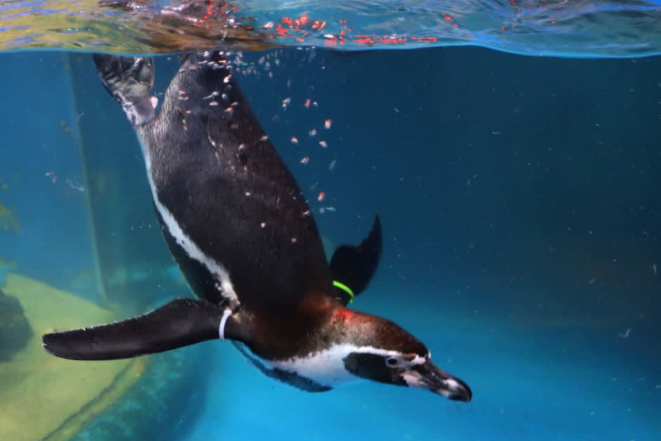 [首尔] SEA LIFE COEX, Seoul Aquarium水族馆门票