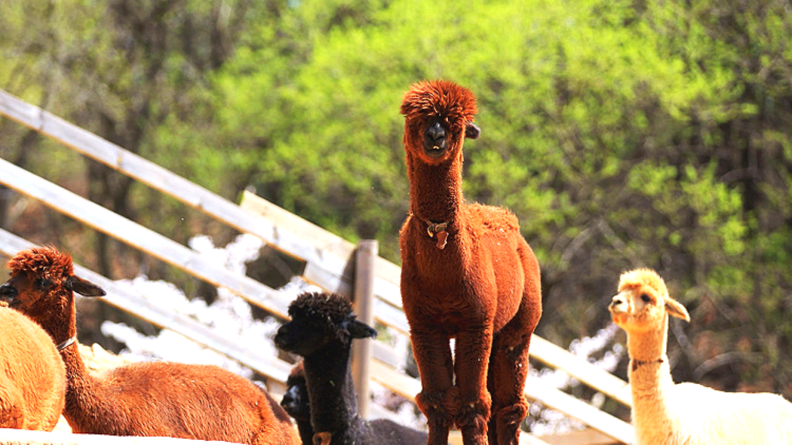 江原道全地域のカーチャートツアー