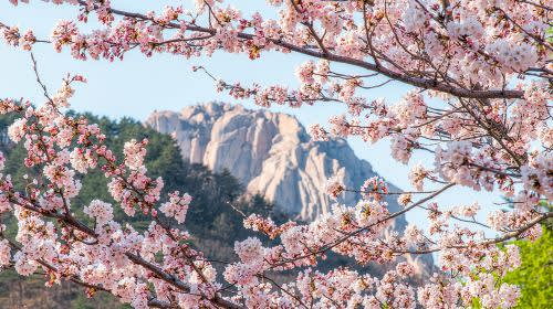 Mount Seorak and Naksansa Temple One Day Tour (from Seoul)