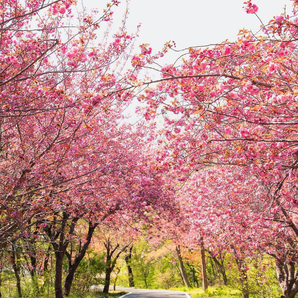 [ソウル発] 全州 春ツアー [韓屋村＋完山公園 桜＋覚願寺]