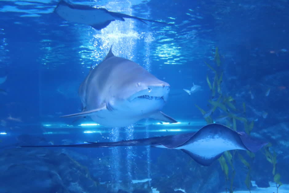 [首尔] SEA LIFE COEX, Seoul Aquarium水族馆门票