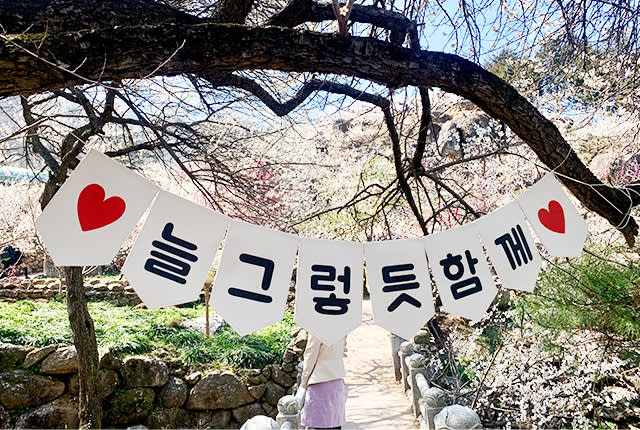 ［韓国旅行］KTXに乗って行く春のお花見の日帰りツアー[梅の村あるいは桜道]