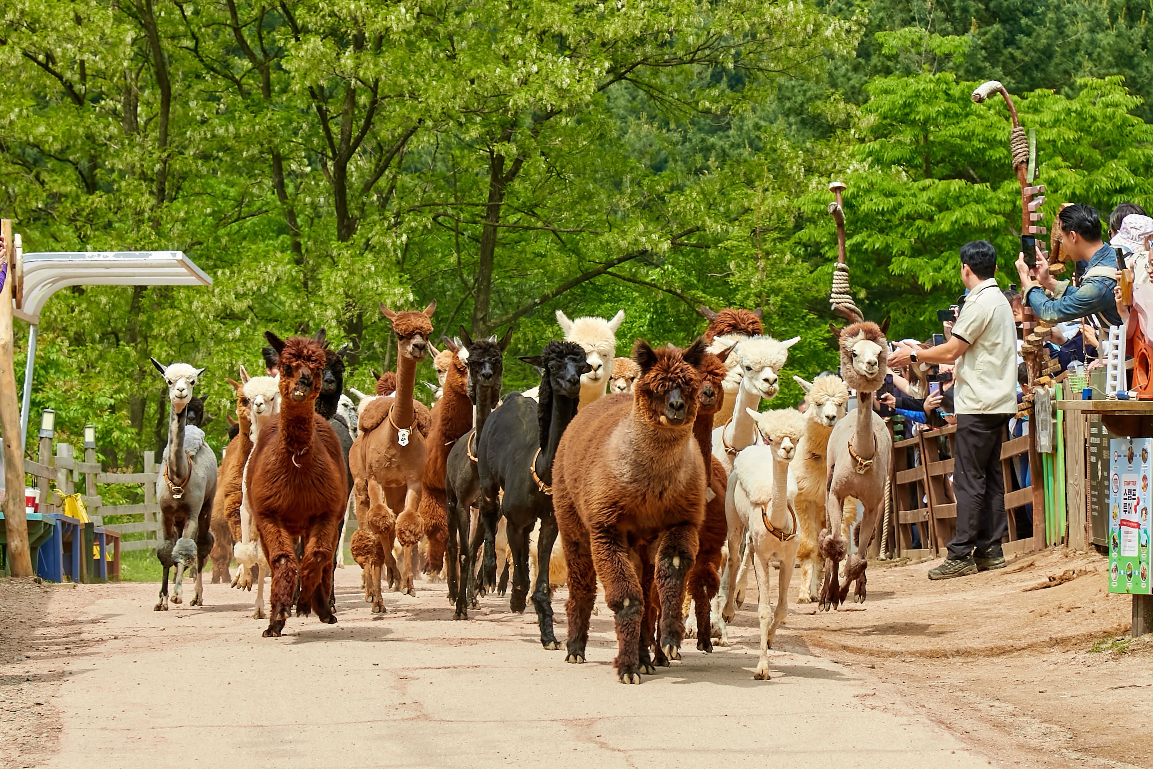 Alpaca World + Nami Island + Garden of Morning Calm