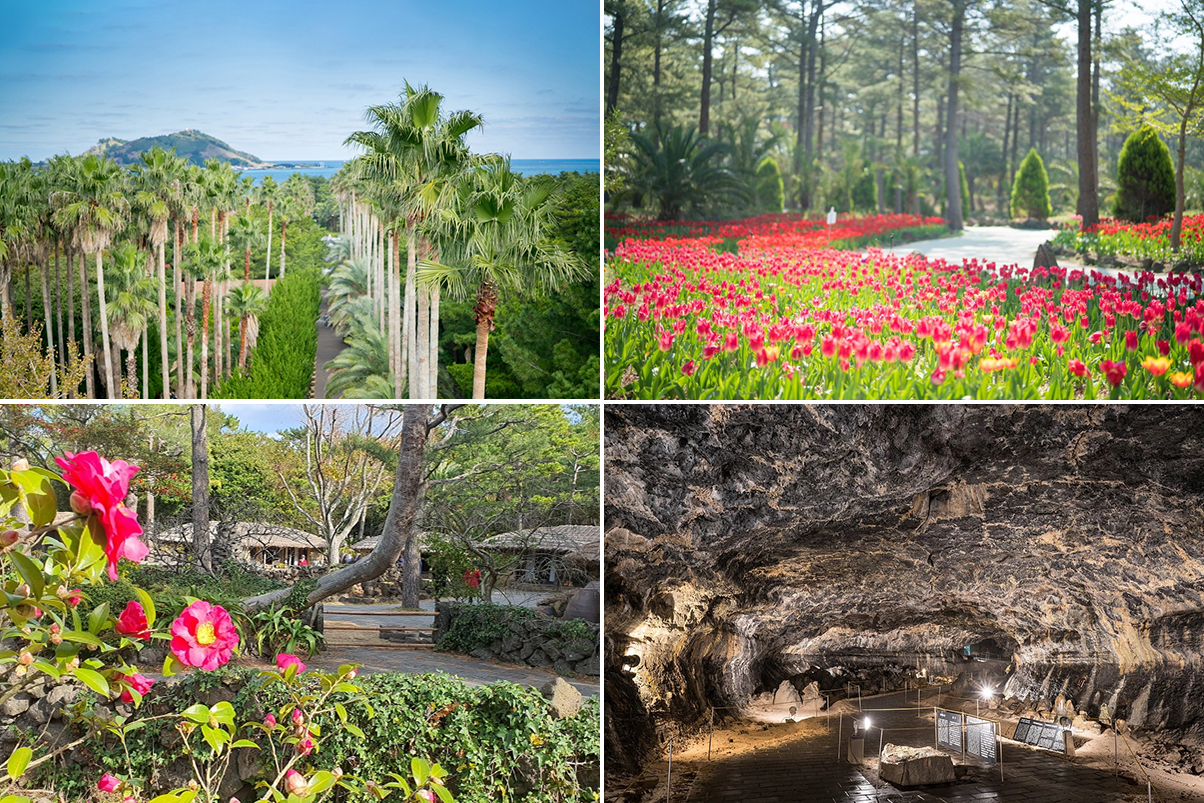 [济州] 治愈的济州岛一日游 [女性・情侣路线]