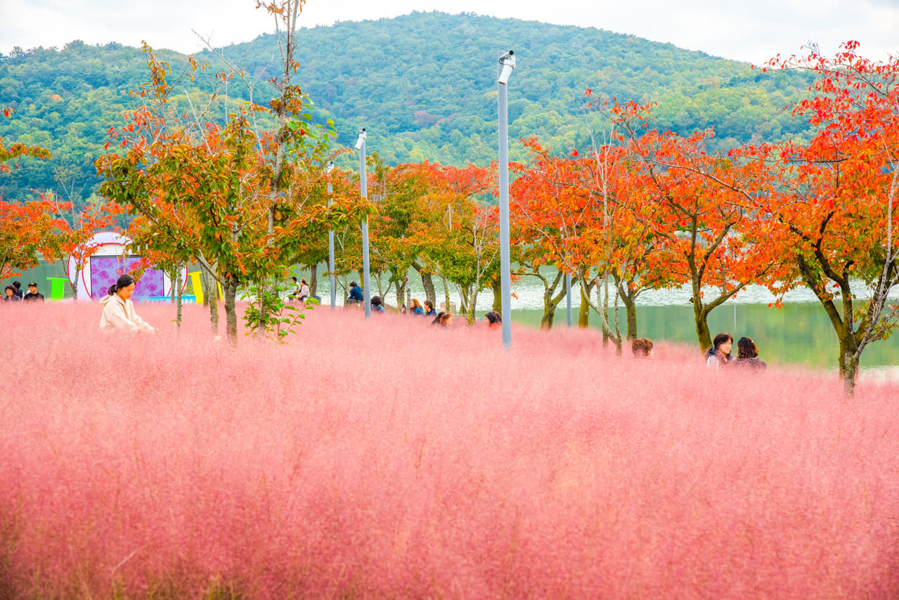[From Busan] Gyeongju Autumn Foliage Day Tour