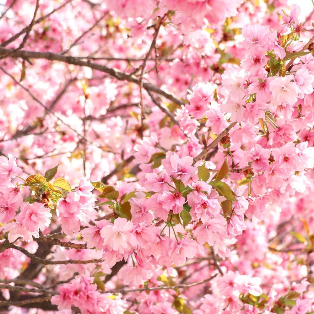 [ソウル発] 全州 春ツアー [韓屋村＋完山公園 桜＋覚願寺]