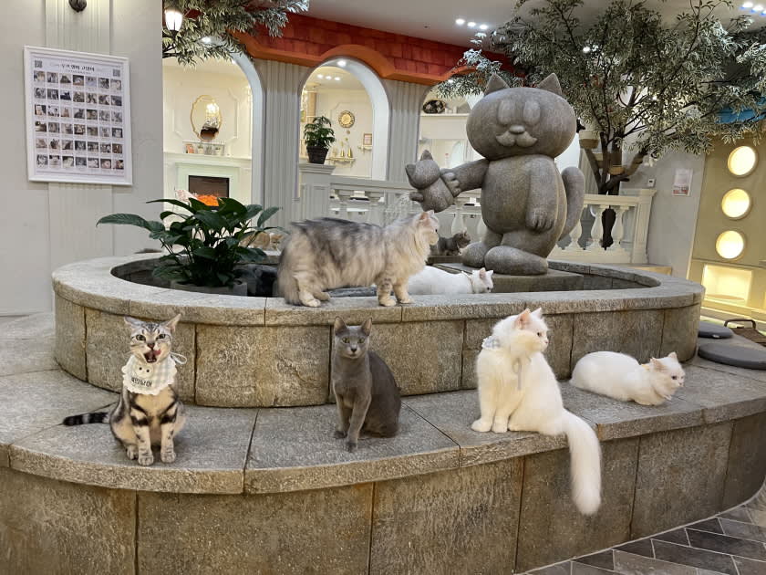 [弘大] ROOF CAT ME 猫咪咖啡店 弘大店 平日优惠入场券