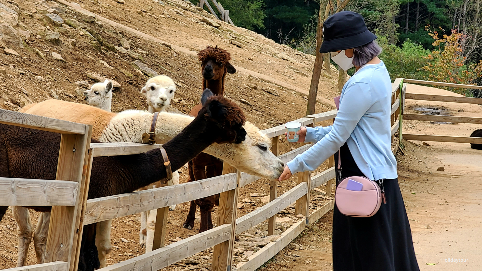 ソウルシティ·郊外カーチャートツアー