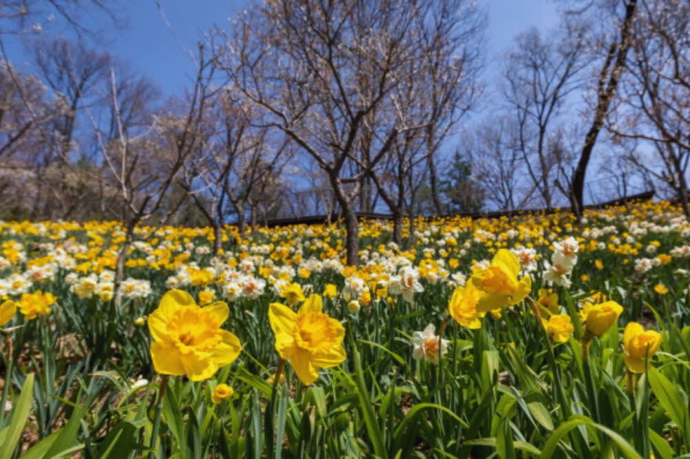 韩国花坛樱花日游（从首尔出发）