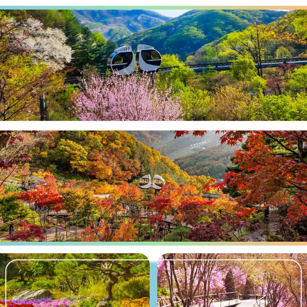 韩国花坛樱花日游（从首尔出发）