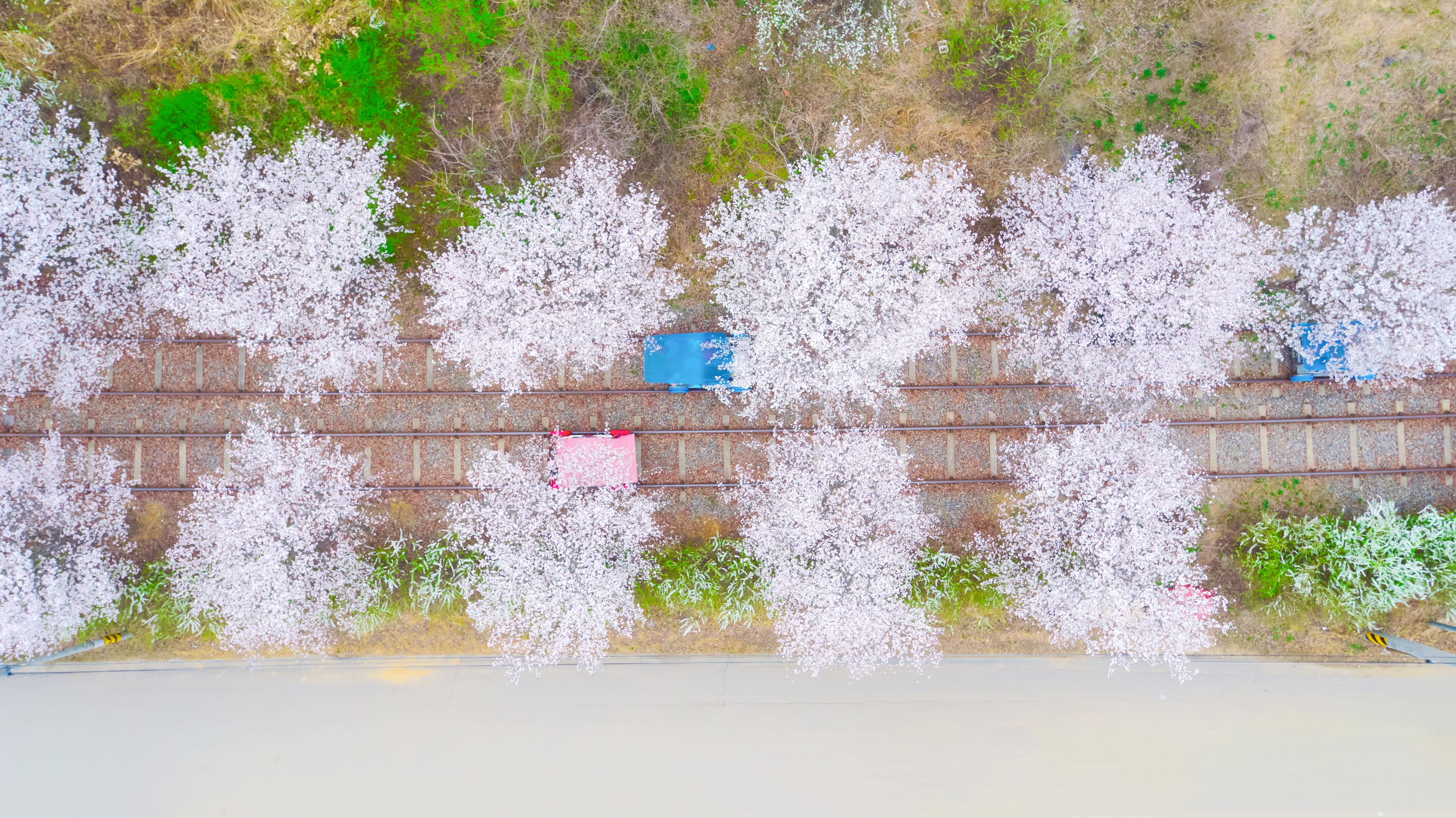 [江原道] 南怡島・プチフランス・江村レールバイク・イタリア村・アチムゴヨ樹木園 日帰りツアー