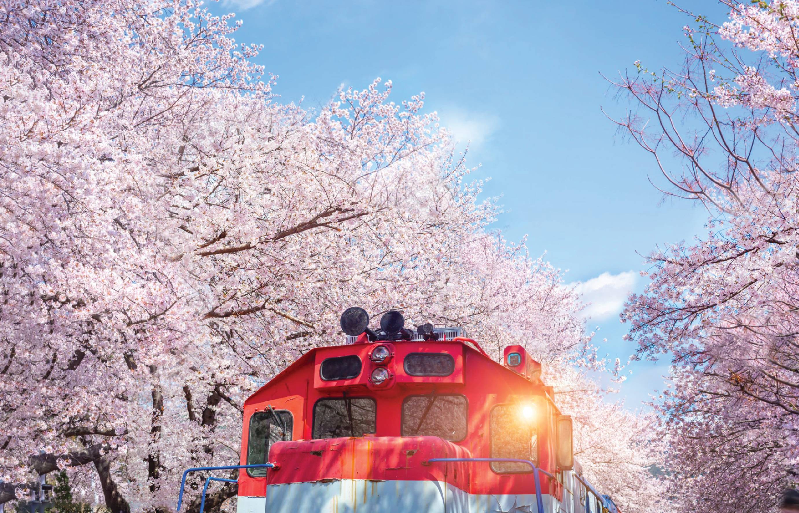 首尔出发 镇海粉色樱花节一日游