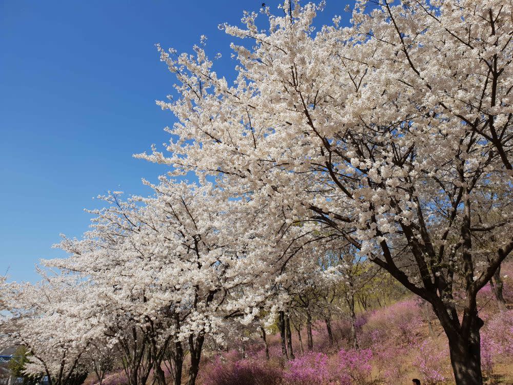 [From Seoul] Incheon Spring Limited One-Day Cherry Blossom & Flower Viewing Tour