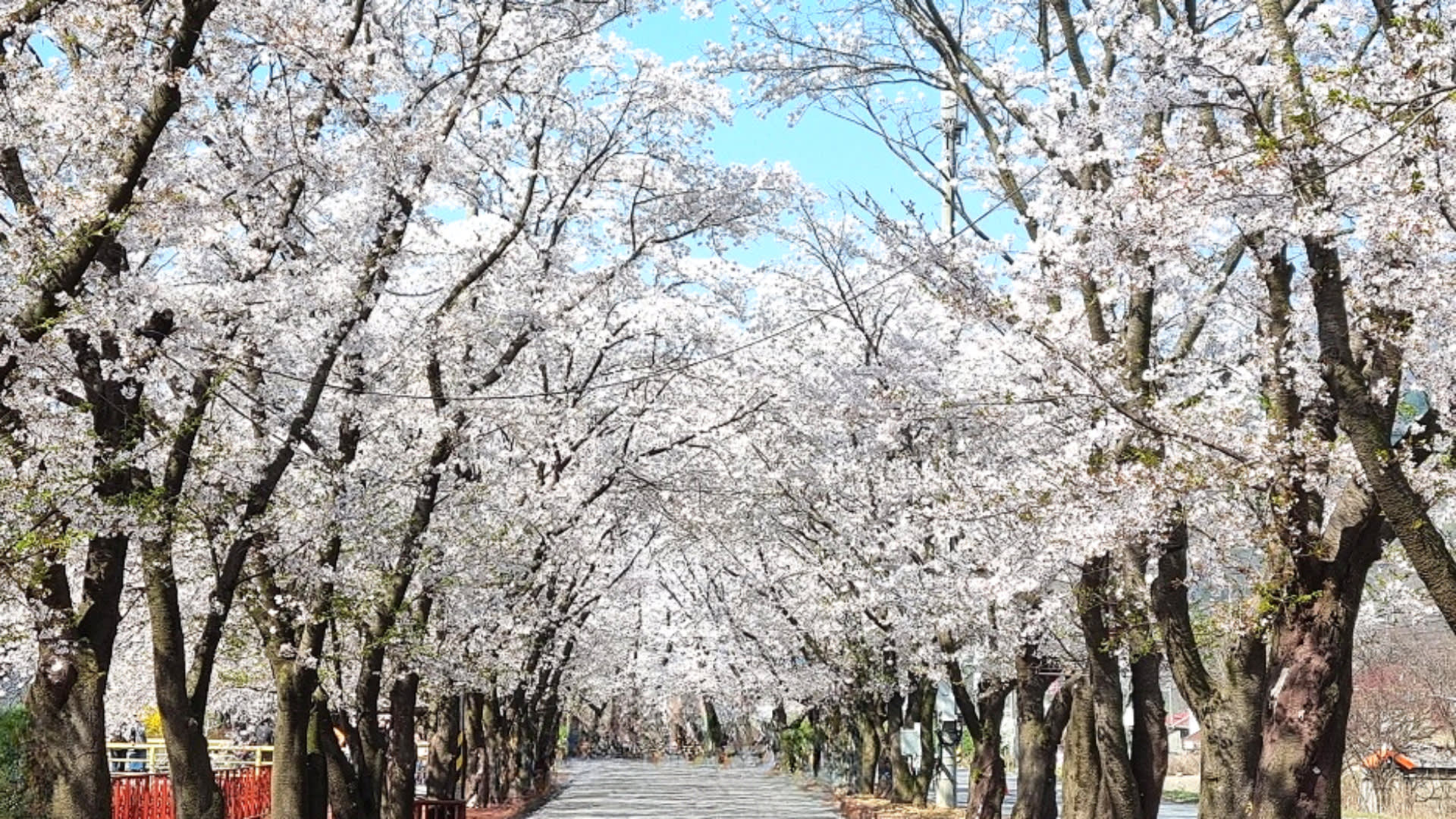 江原道全地域のカーチャートツアー