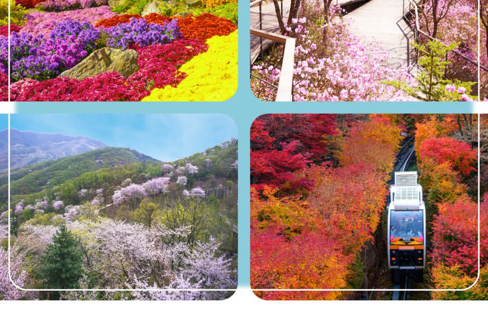 韩国花坛樱花日游（从首尔出发）