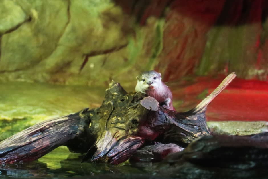 [首尔] SEA LIFE COEX, Seoul Aquarium水族馆门票