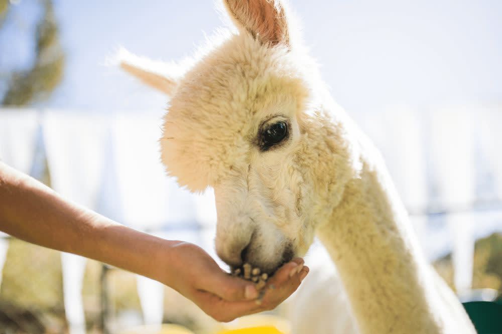 [From Seoul] Nami Island + Alpaca World + Gangchon Rail Park Tour