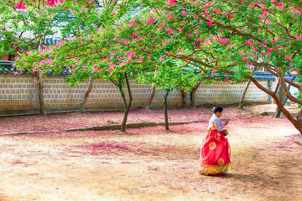 [ソウル発] 全州 春ツアー [韓屋村＋完山公園 桜＋覚願寺]