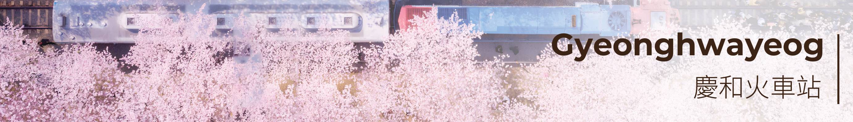 首尔出发 镇海粉色樱花节一日游