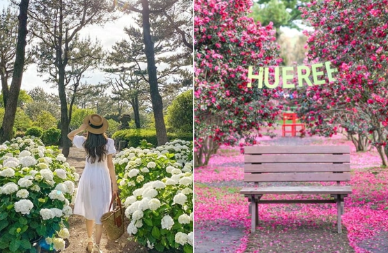 [Jeju] East Jeju Premium Limousine Bus Tour