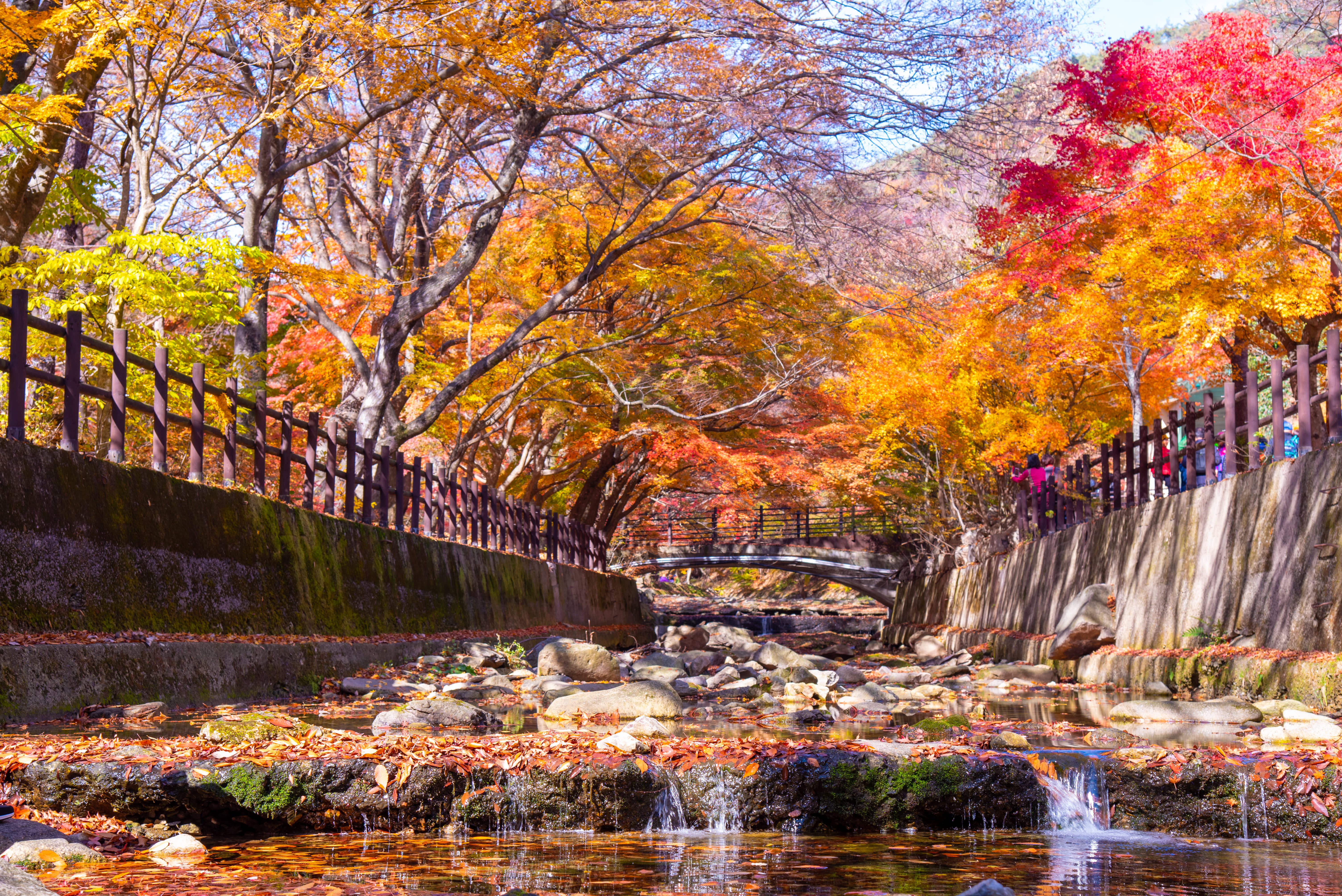[From Busan] Naejangsan National Park Autumn Foliage Day Tour