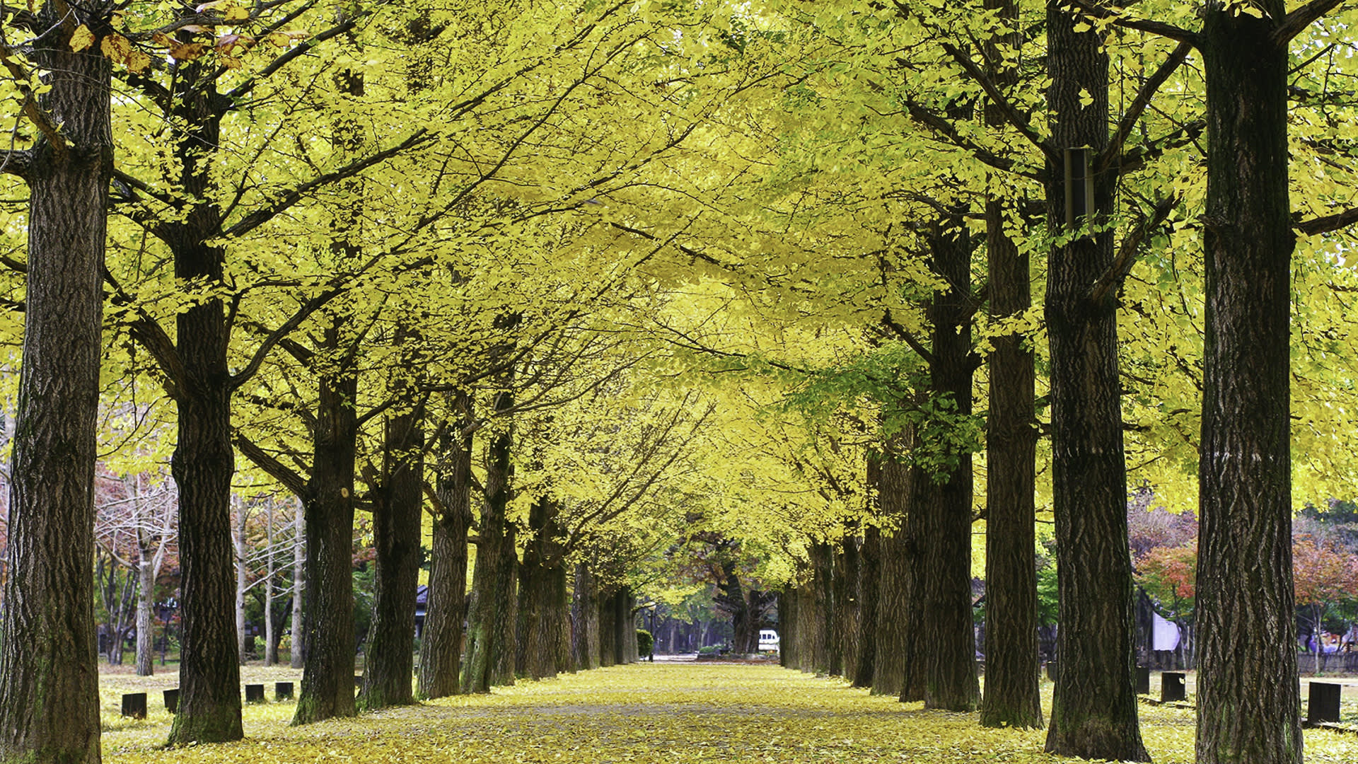 Seoul Car Rental with Driver to Gangwon-do (Seoraksan, Sokcho) 10 Hours