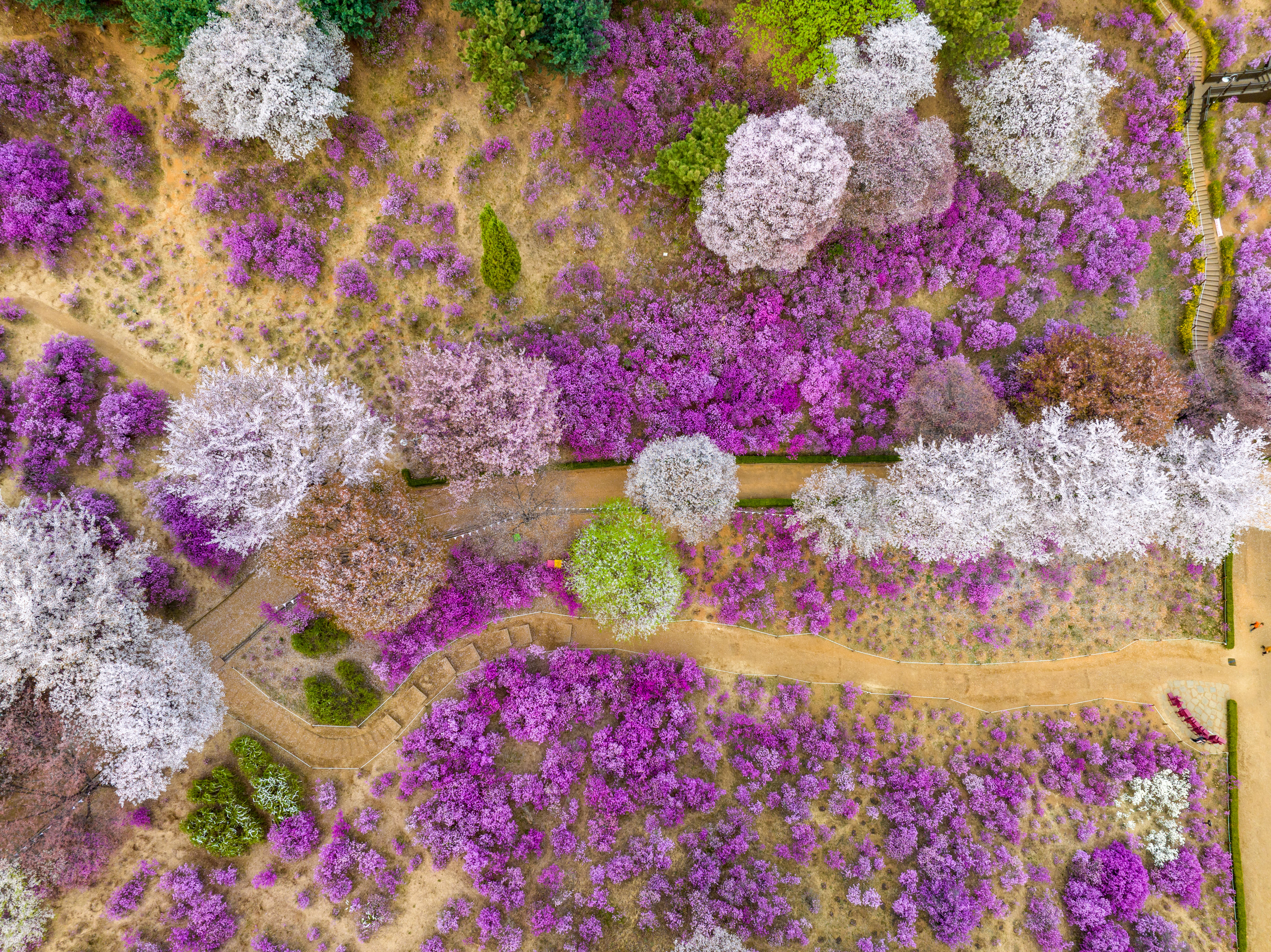 Bucheon Azalea & Cherry Blossom Festival & Gwangmyeong Cave Tour