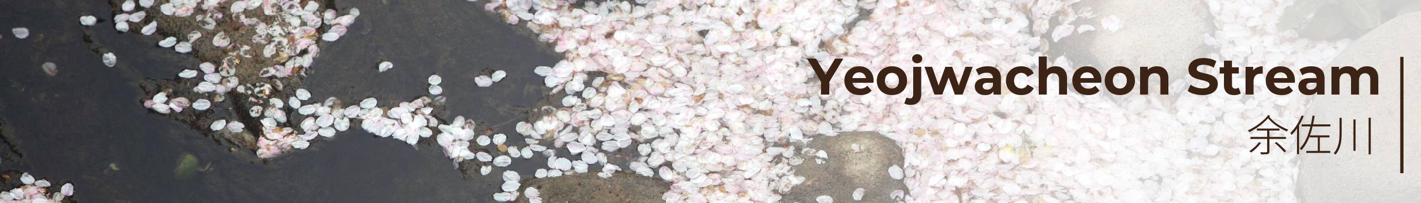 首尔出发 镇海粉色樱花节一日游