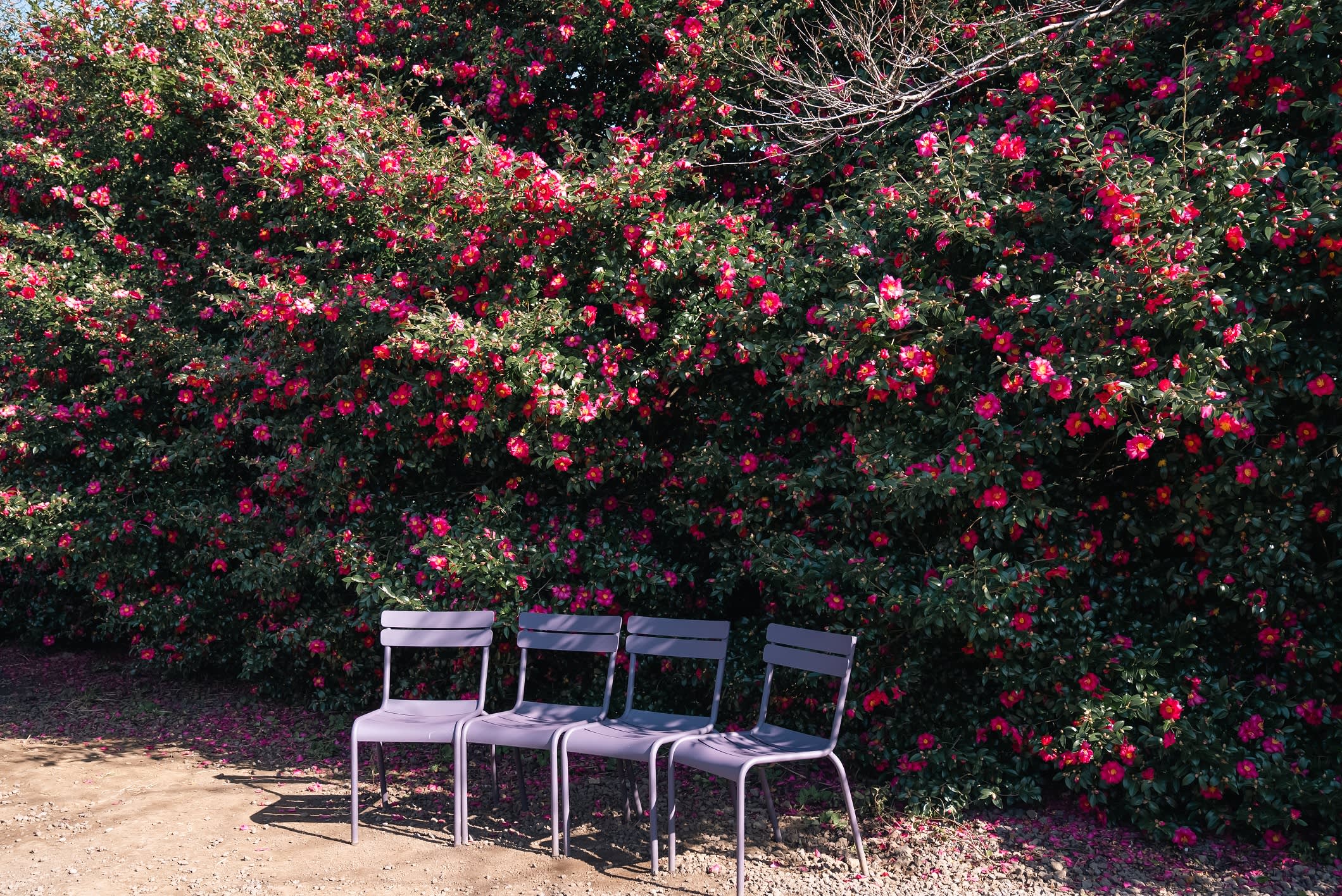[済州] 山茶花之丘植物园