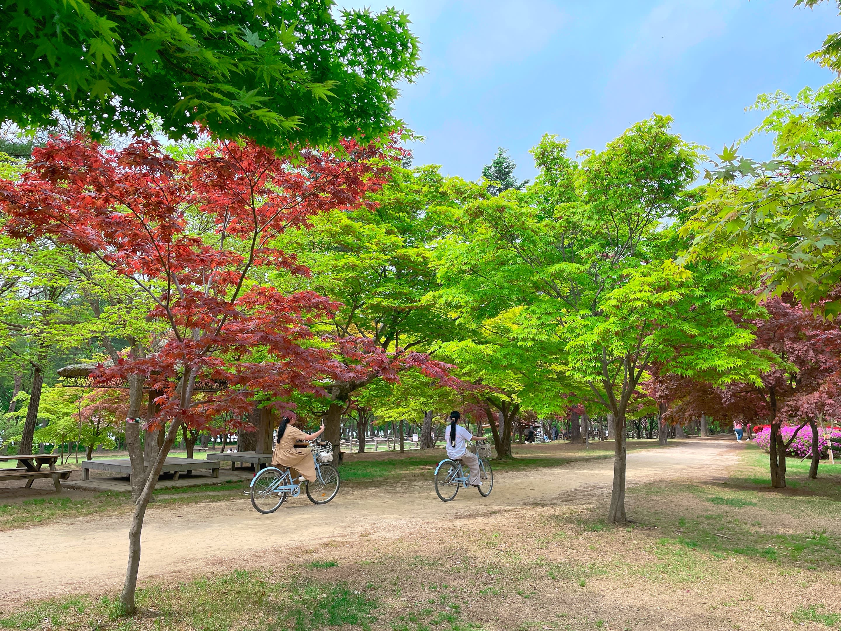 [Chuncheon] Nami Island Admission (Round-trip Regular Ferry Ticket Included)