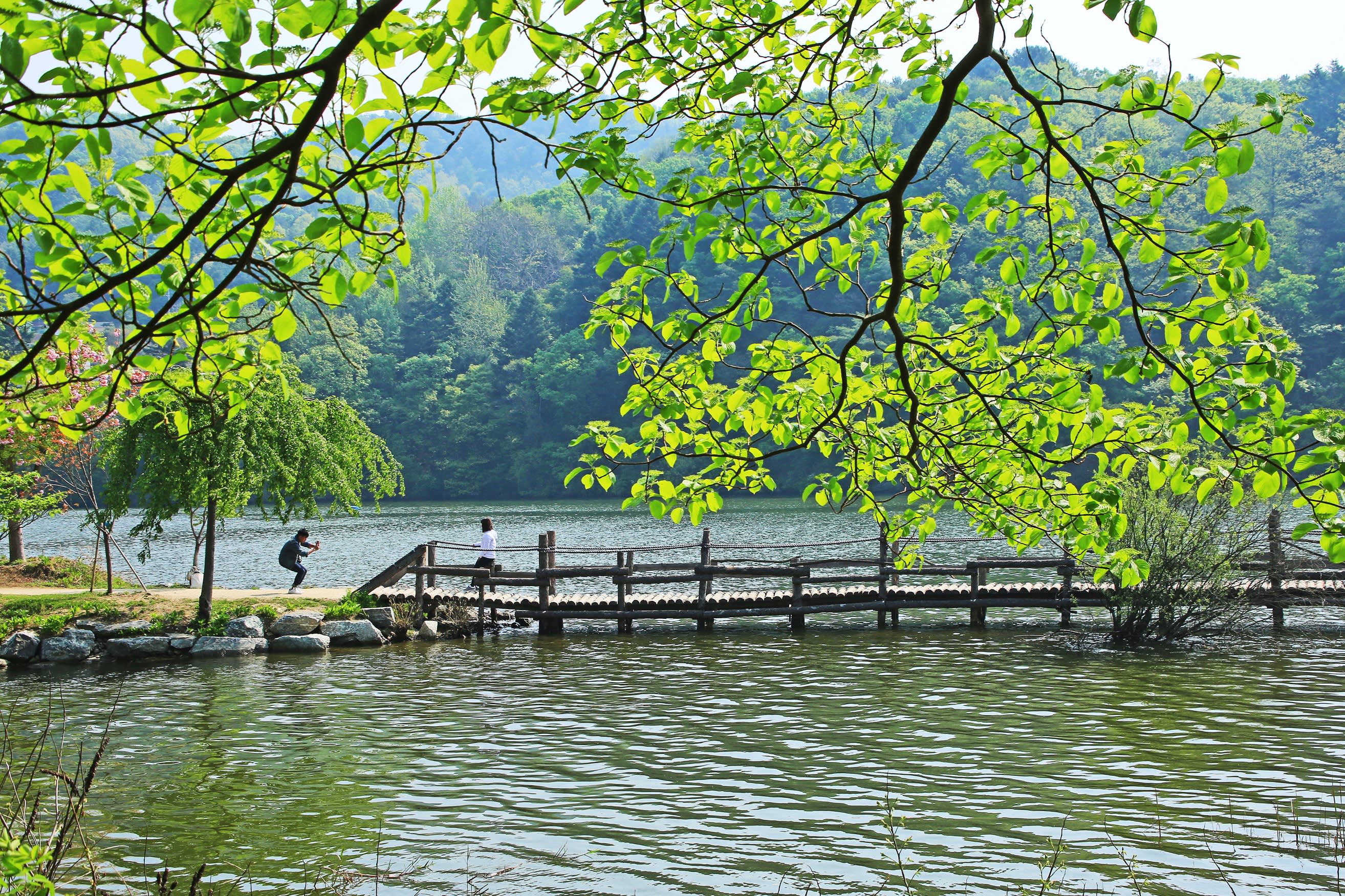 [Chuncheon] Nami Island Admission (Round-trip Regular Ferry Ticket Included)