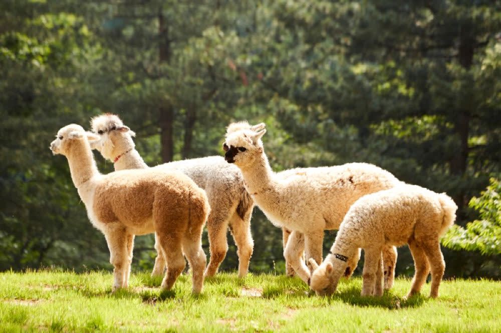 [From Seoul] Nami Island + Alpaca World + Gangchon Rail Park Tour