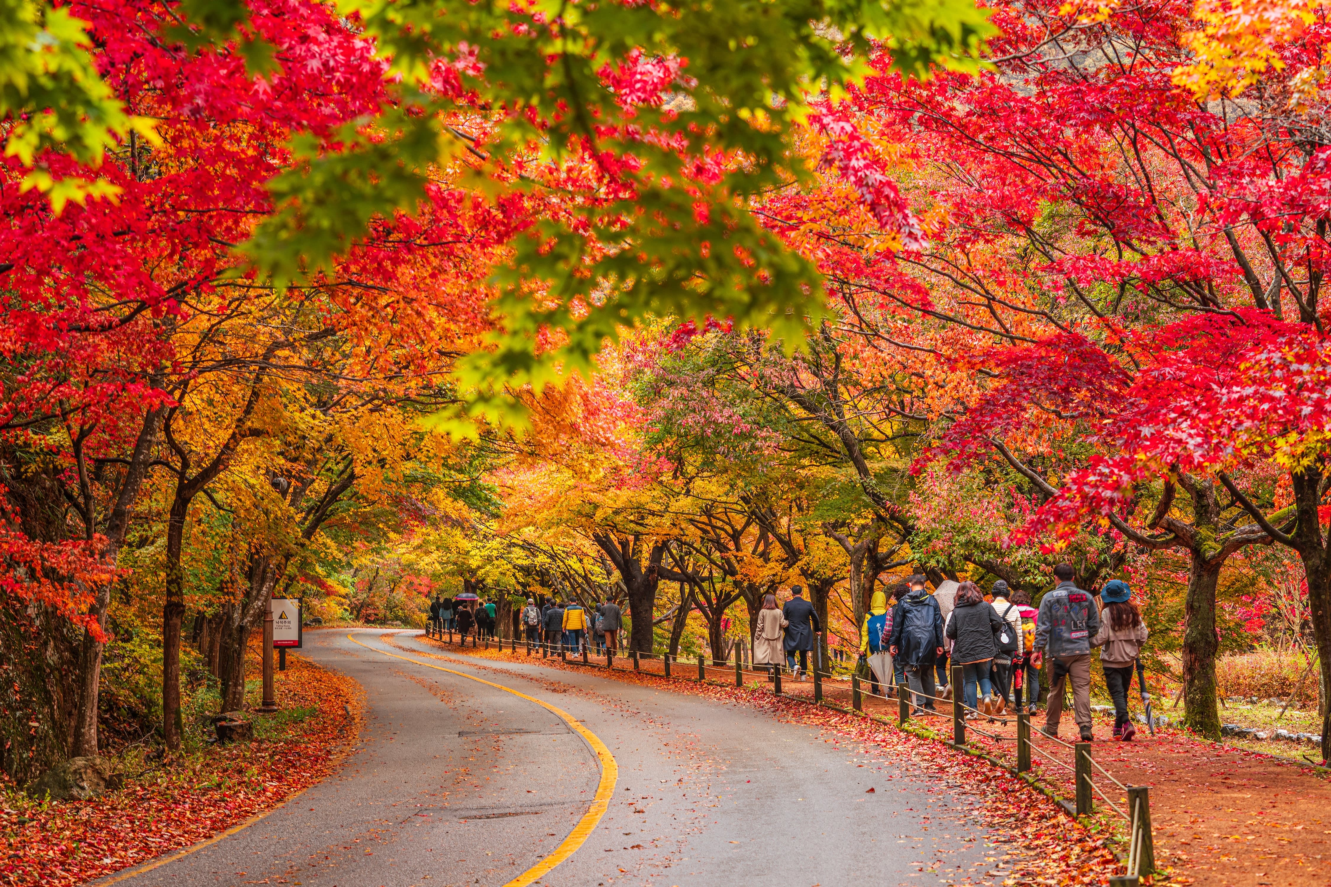 [From Seoul] Naejangsan National Park Autumn Foliage Day Tour