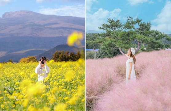 [Jeju] East Jeju Premium Limousine Bus Tour