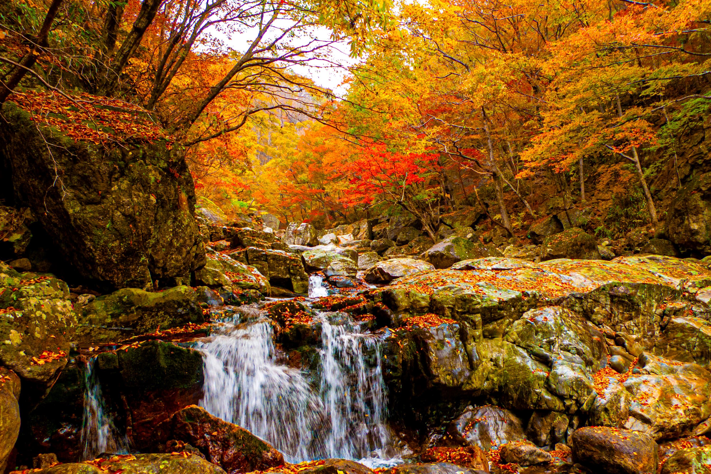 【釜山発】智異山紅葉観賞｜Baemsagol渓谷・泉隠寺日帰りツアー