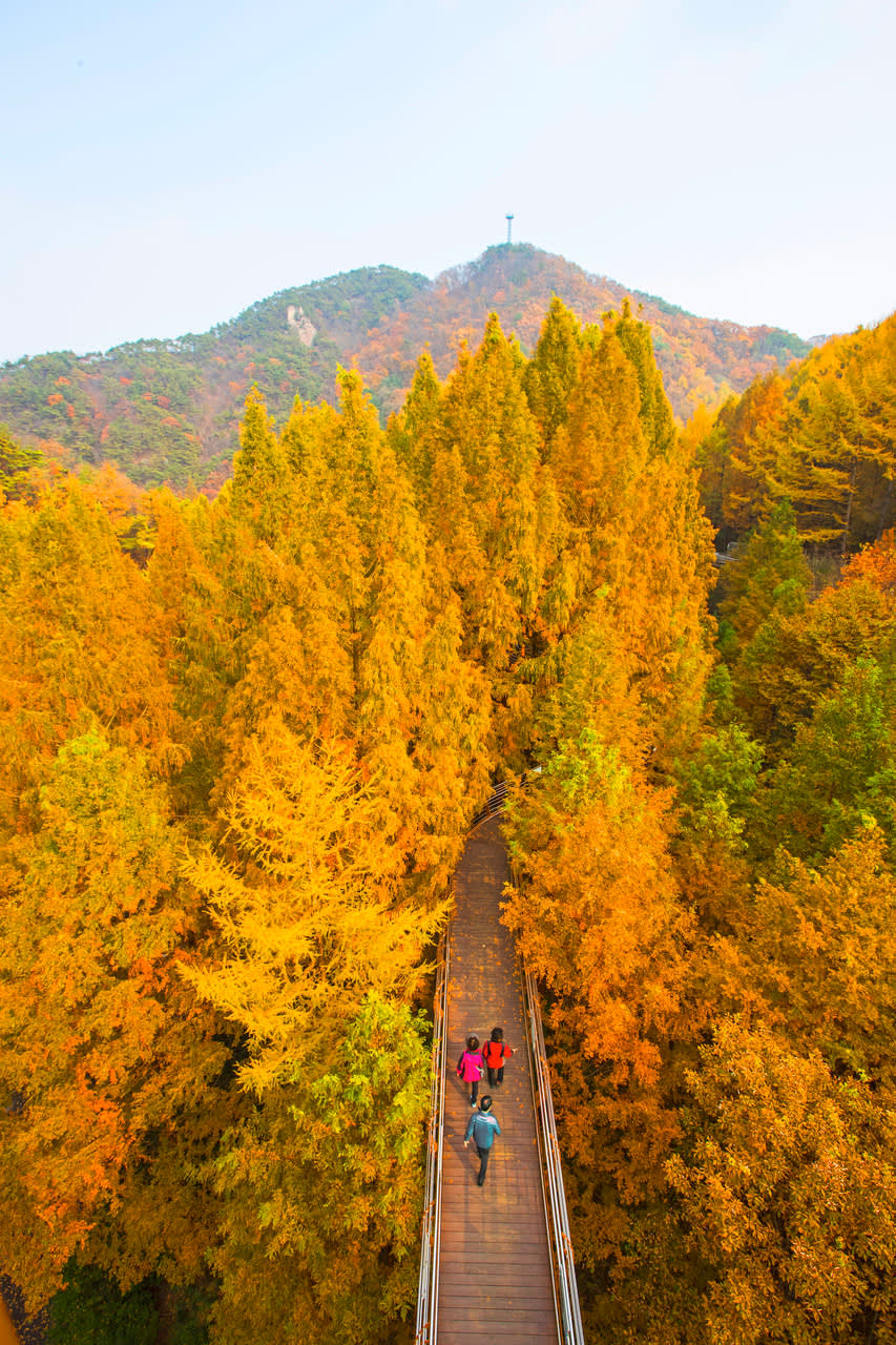 [From Seoul] Daejeon Autumn Day Tour: Jangtaesan, Hanbat Arboretum & Sungsimdang