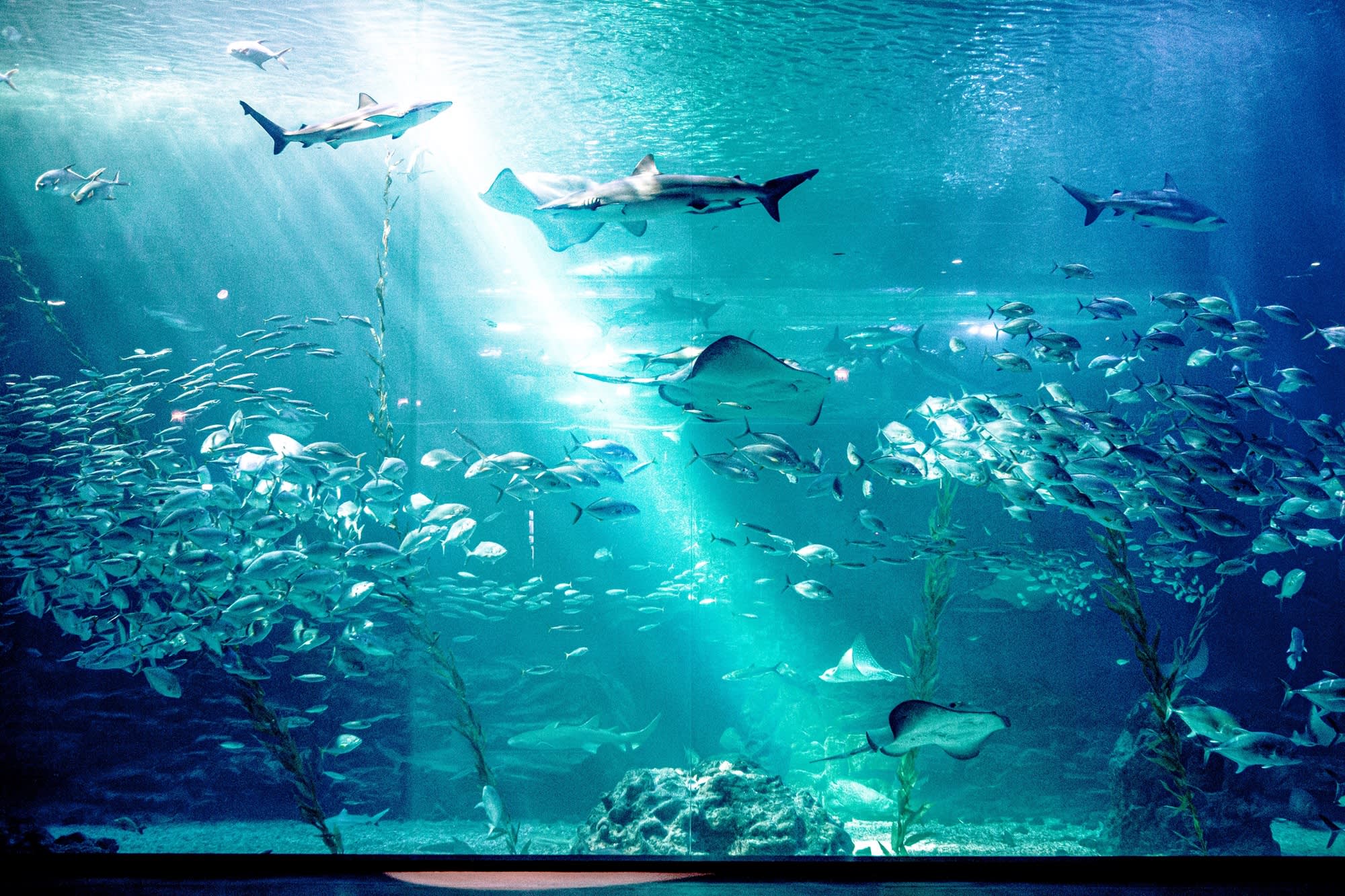 [Jeju] Aqua Planet Jeju