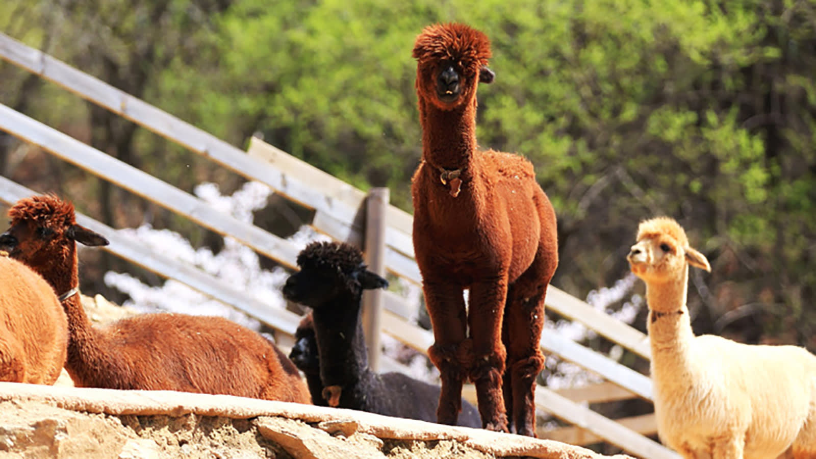 Alpaca World & Rail Bike & Chuncheon Ice Valley Waterfall Day Tour from Seoul