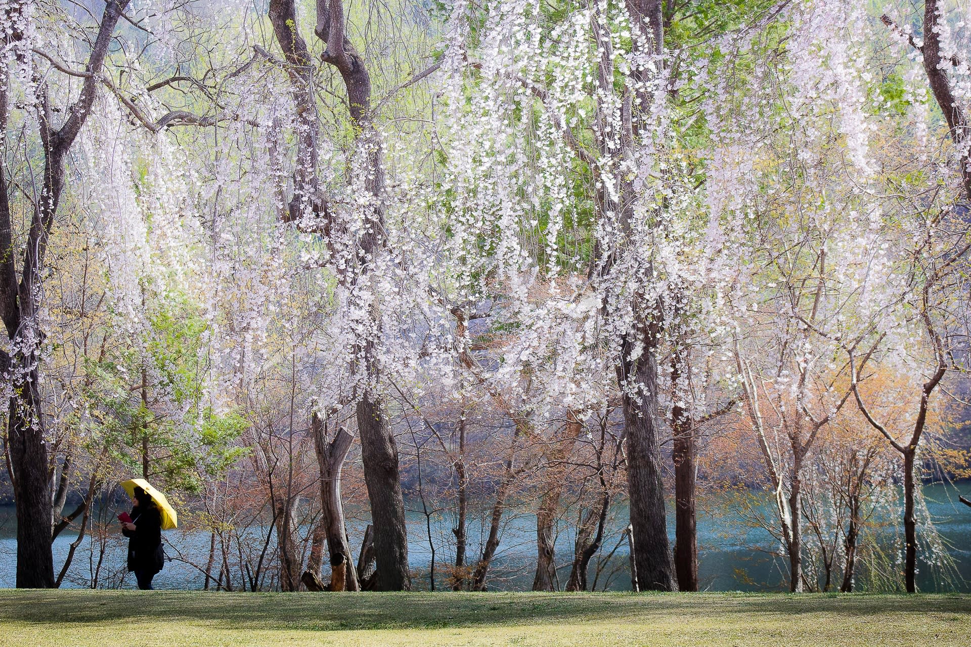 [春天限定] 首尔近郊赏樱一日游 | 伊甸园樱花路 / 南怡岛／羊驼世界／铁道自行车