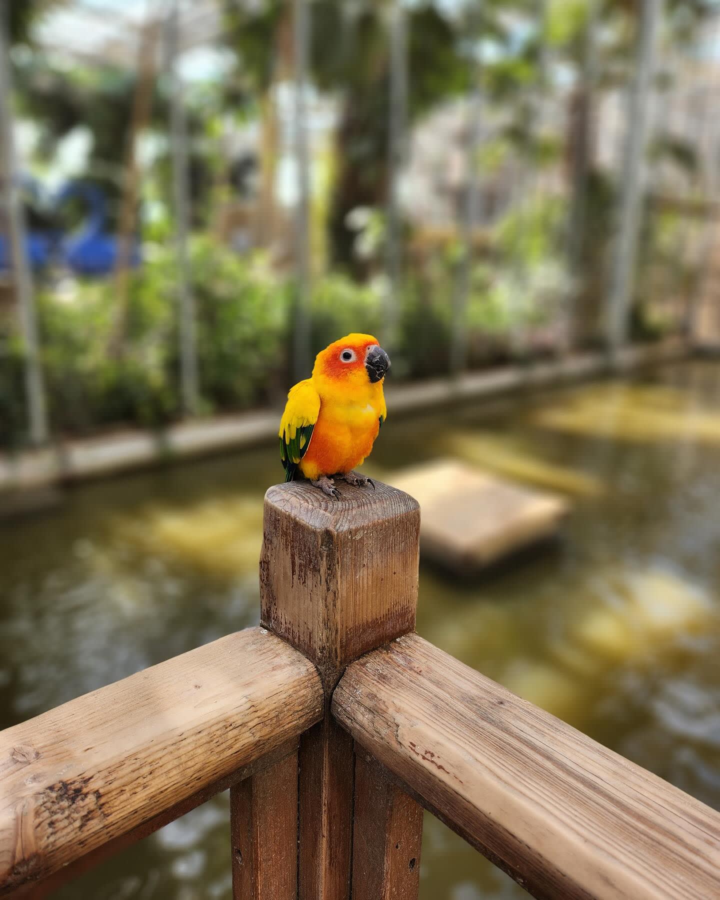 Gyeongju Bird Park Ticket