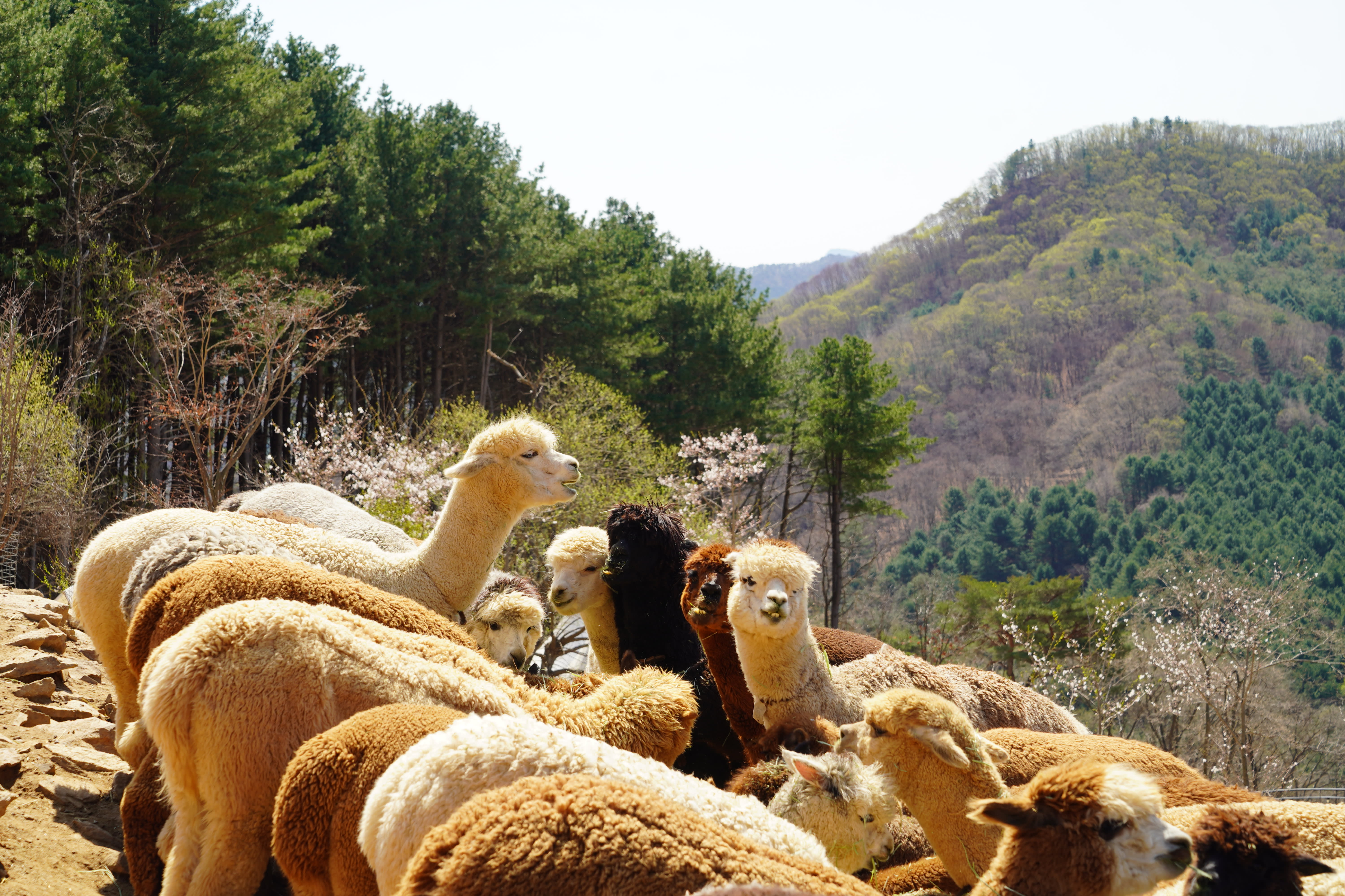 南怡岛 + 晨静树木园 + 羊驼世界私人游