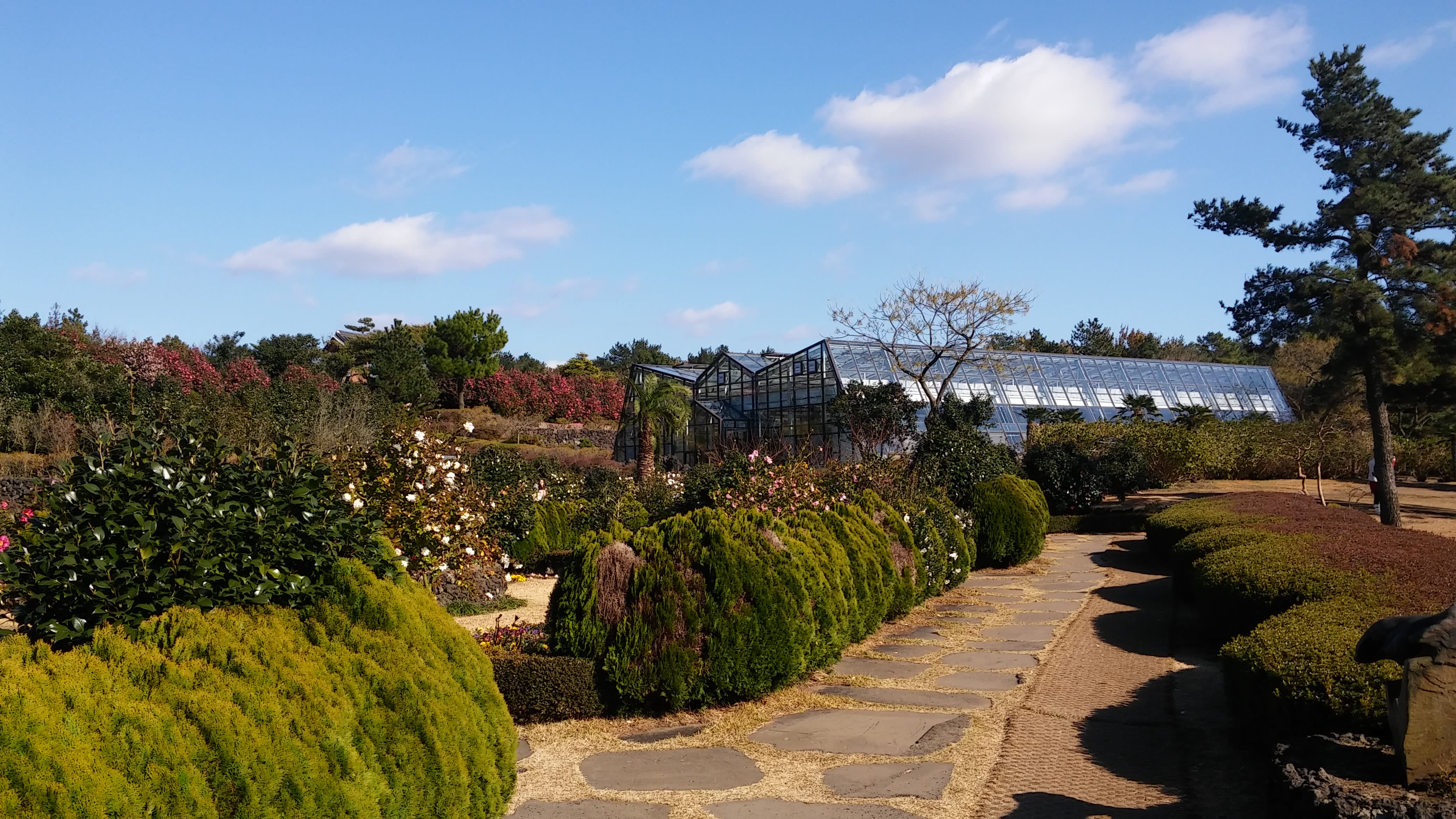 [Jeju] Camellia Hill Botanical Garden