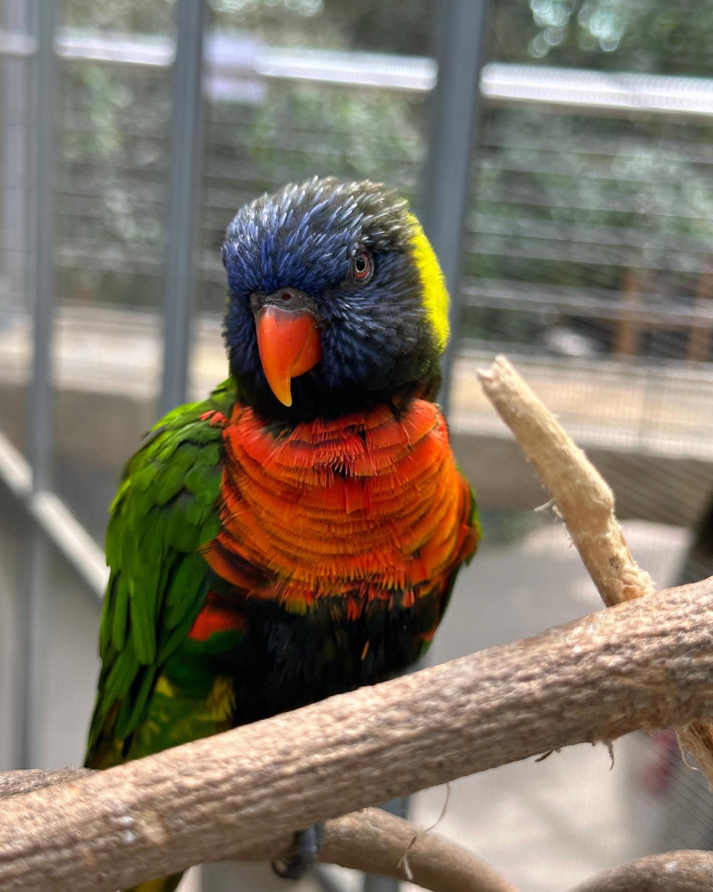Gyeongju Bird Park Ticket