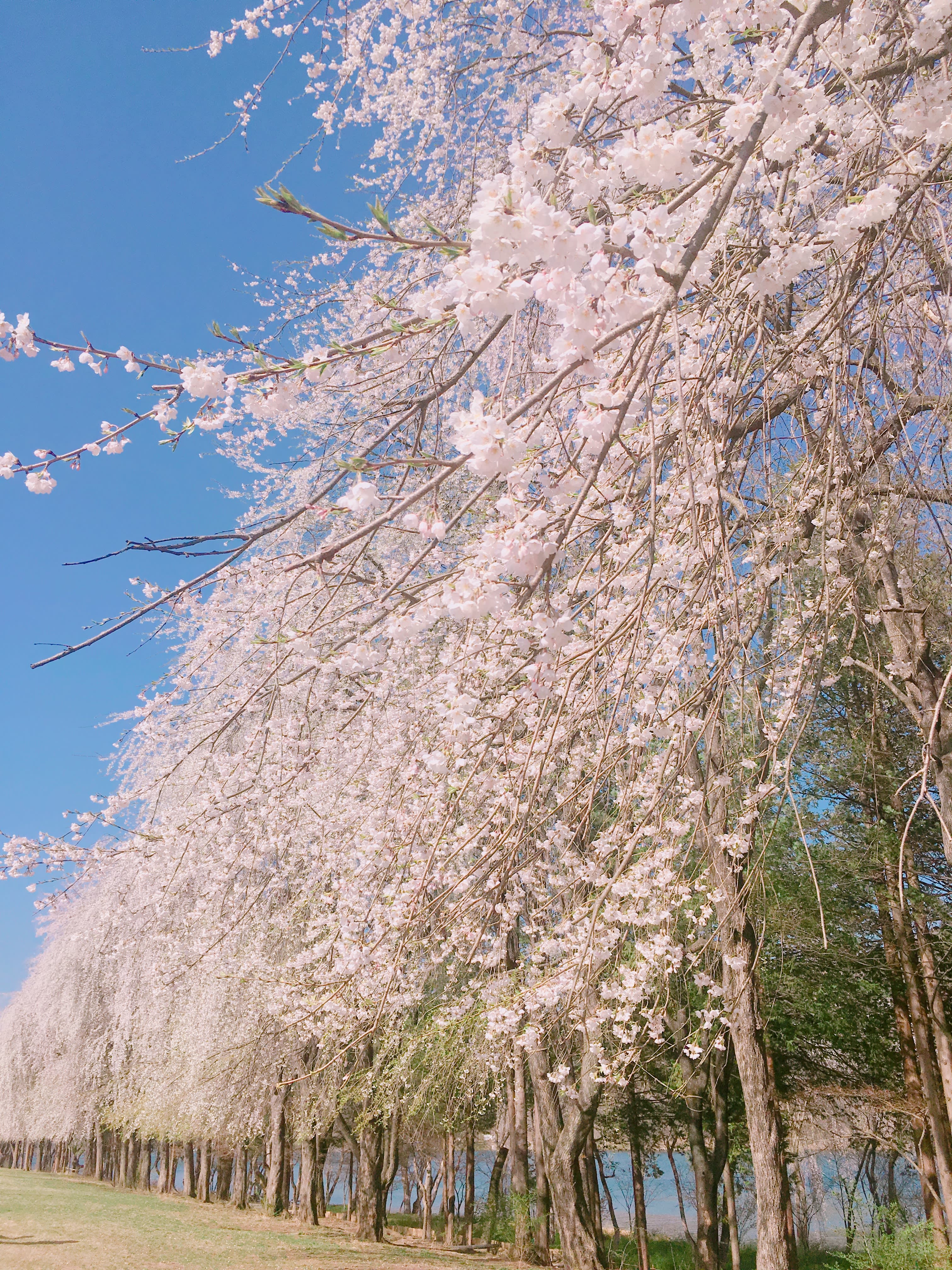ソウルシティ·郊外カーチャートツアー