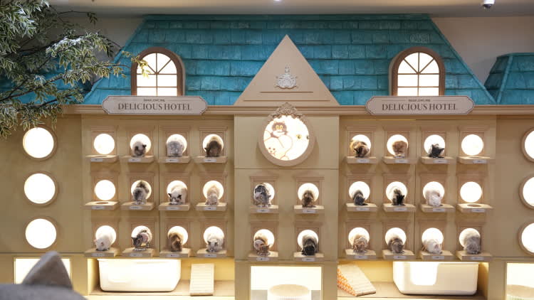 [弘大] ROOF CAT ME 猫咪咖啡店 弘大店 平日优惠入场券