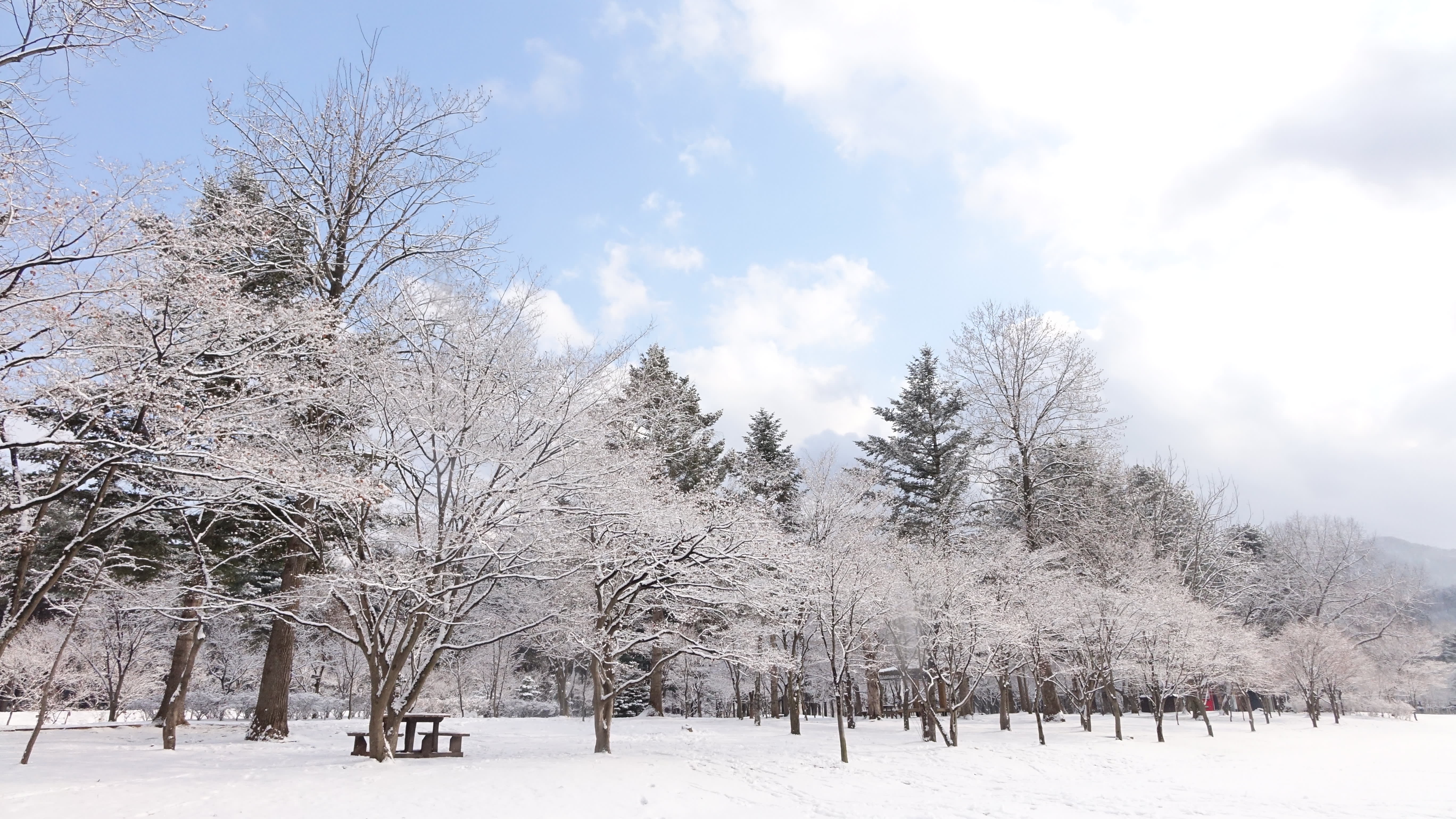 [From Seoul] Nami Island & Vivaldi Ski One Day Tour