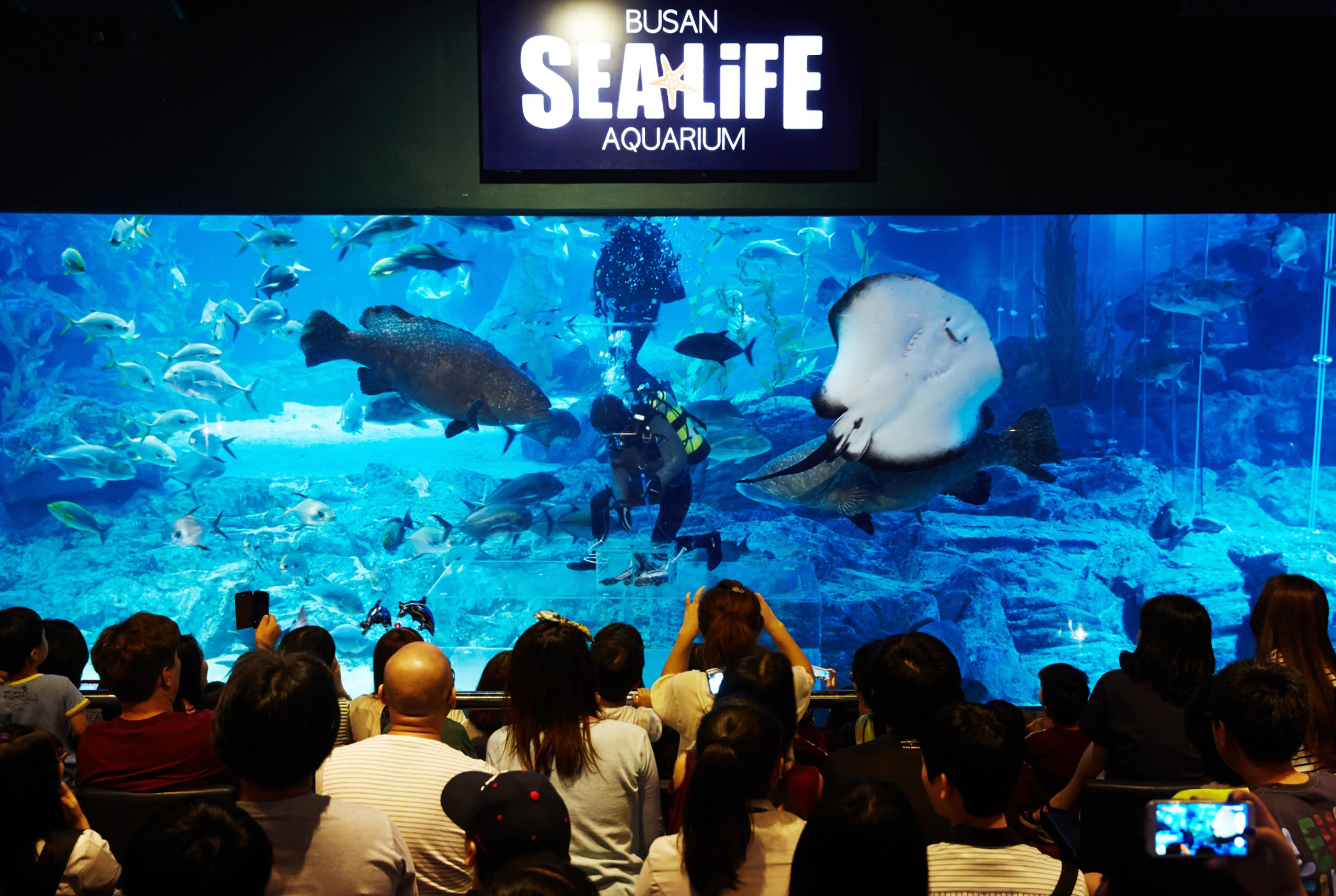 [釜山] SEA LIFE 釜山水族馆门票