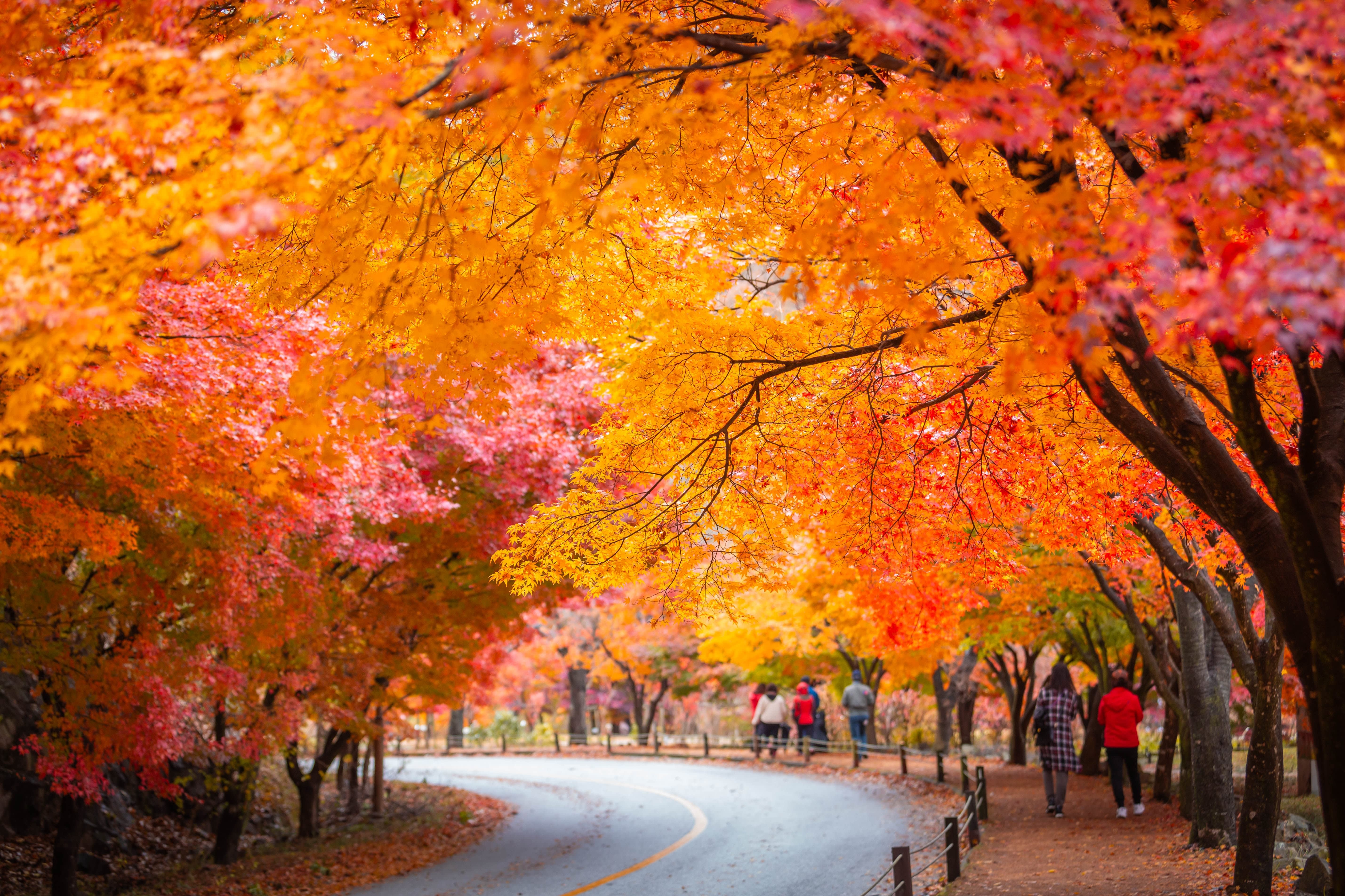 [From Seoul] Naejangsan National Park Autumn Foliage Day Tour