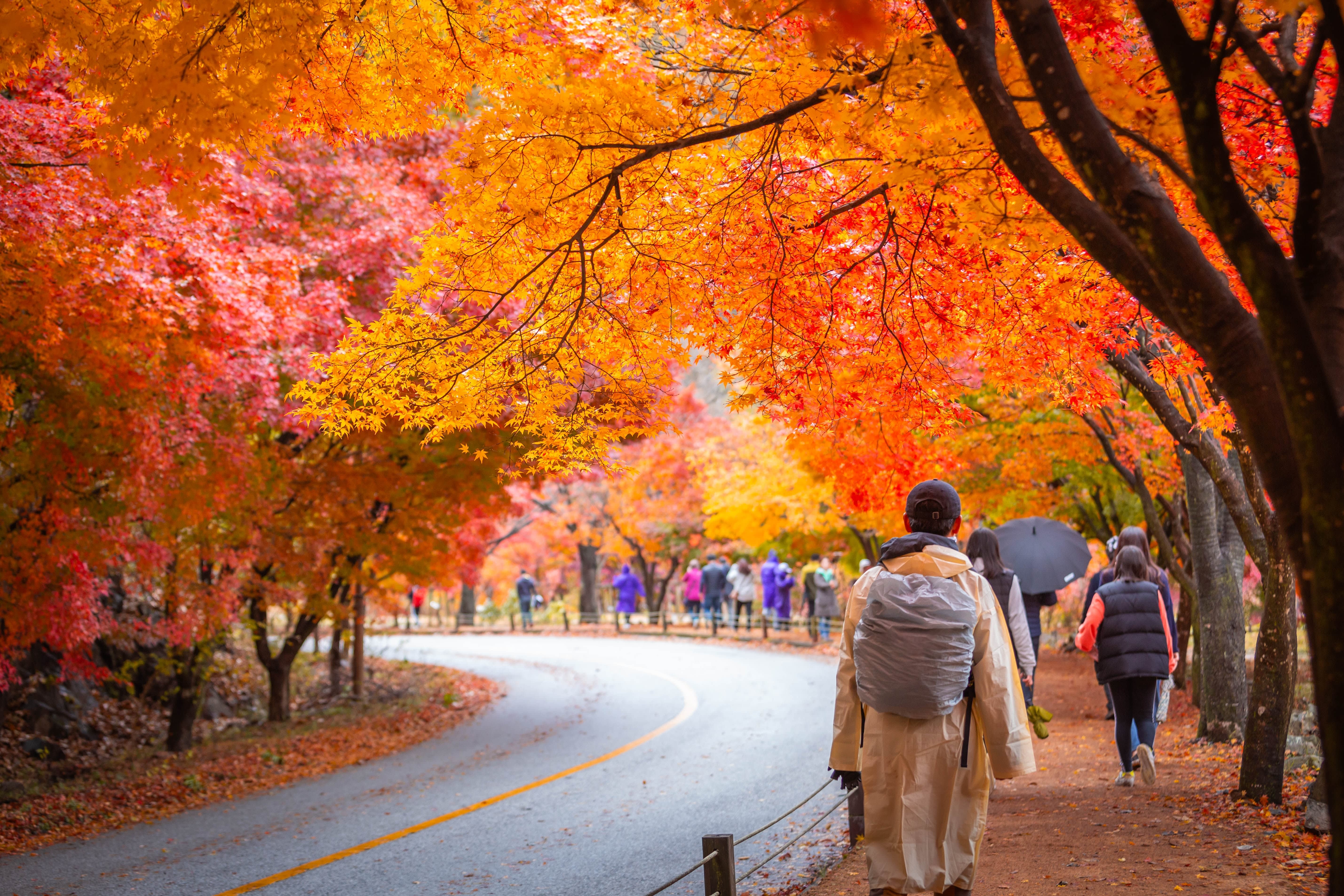 [From Seoul] Naejangsan National Park Autumn Foliage Day Tour