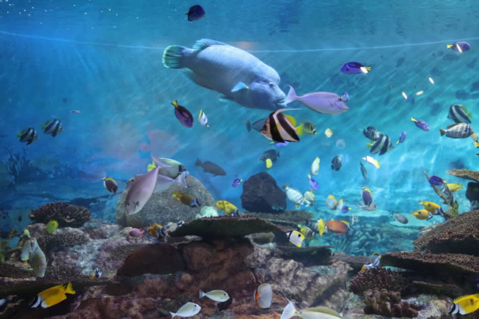 [首尔] SEA LIFE COEX, Seoul Aquarium水族馆门票